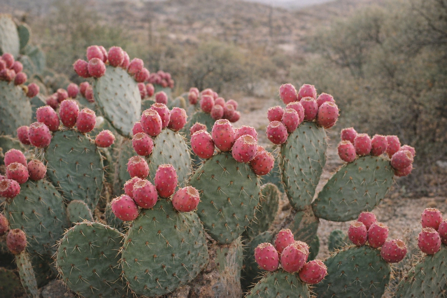 Extracto de Tuna (Prickly Pear)