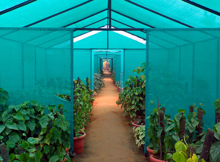A view inside a greenhouse or shade house featuring rows of potted plants under a teal-colored mesh covering